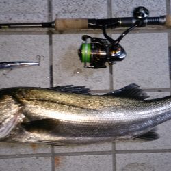 2015　初シーバス